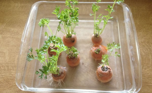 Cách trồng cà rốt 1 lần ăn mãi không cần hạt giống