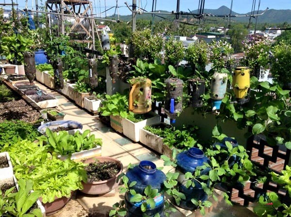 Vườn rau sạch được trồng trong đồ tái chế vừa đẹp vừa tiết kiệm