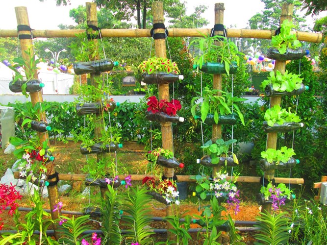 Vườn rau sạch được trồng trong đồ tái chế vừa đẹp vừa tiết kiệm