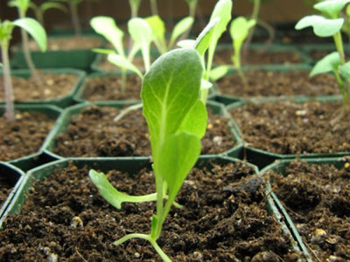5 loại rau dễ trồng tại nhà mà lại lớn nhanh như thổi 