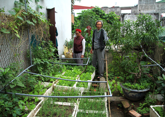 Vườn rau mướt, siêu sạch trên sân thượng đủ 4 gia đình ăn