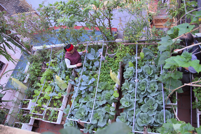 Vườn rau mướt, siêu sạch trên sân thượng đủ 4 gia đình ăn