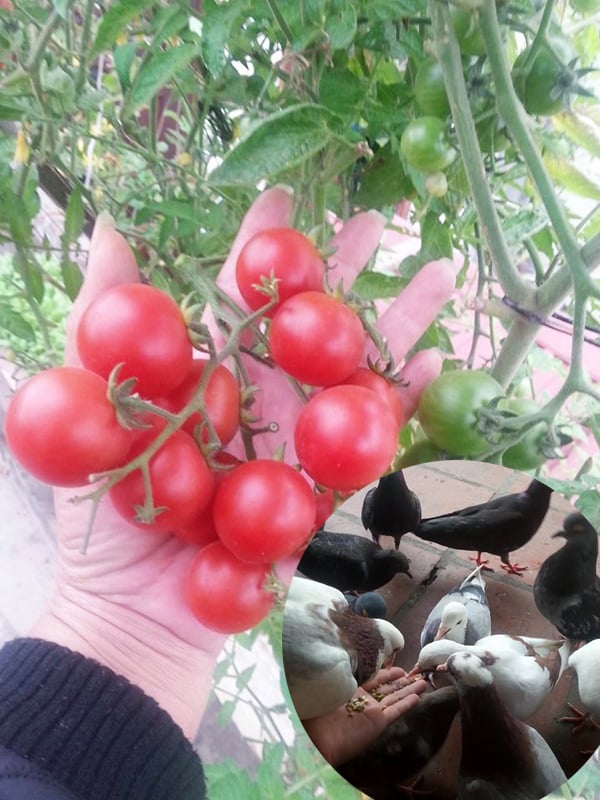 “Ngưỡng mộ” vườn quả sai trĩu quả trên sân thượng của chị em  
