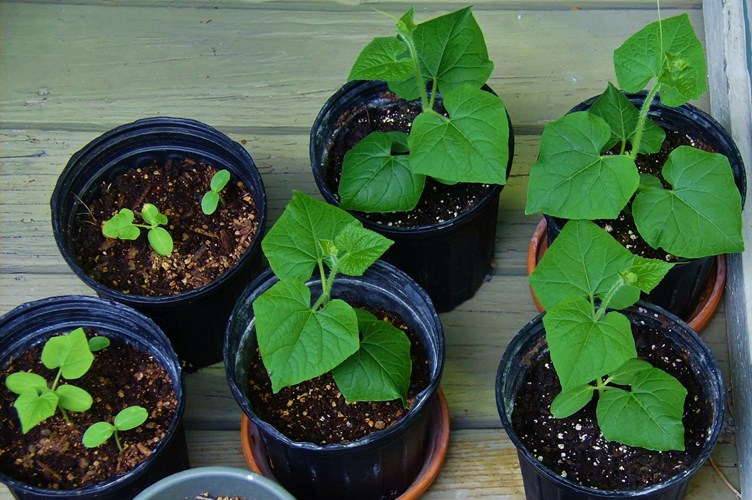 4 loại rau củ trồng bằng chậu lớn nhanh như thổi