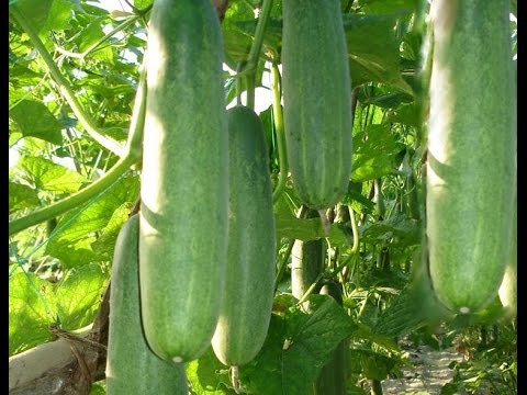 4 loại rau củ trồng bằng chậu lớn nhanh như thổi
