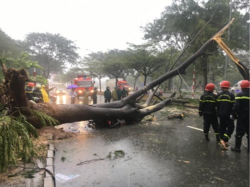 Cây xanh bật gốc đổ bên đường.