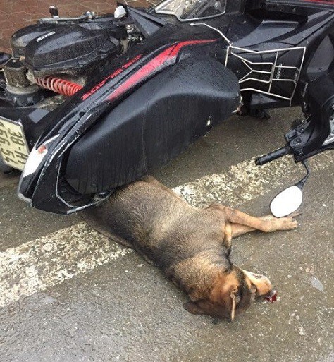 Con chó đã bị chiếc xe máy đè lên sau khi cắn hàng chục người.
