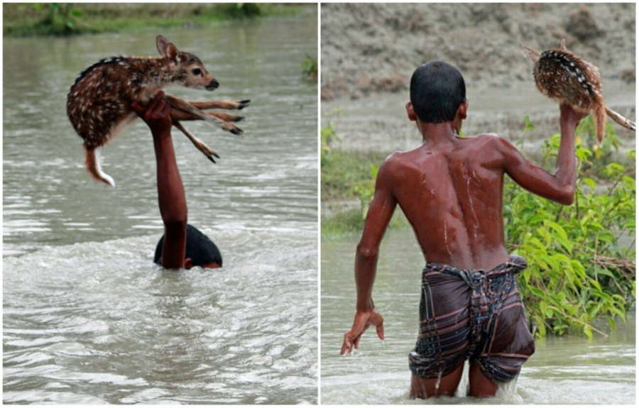 Trong trận lũ lụt xảy ra gần quận Noakhali (Bangladesh), cậu bé Bilal bất chấp nguy hiểm nhảy xuống nước cứu chú nai nhỏ khỏi chết đuối. Ảnh: Boredpanda.