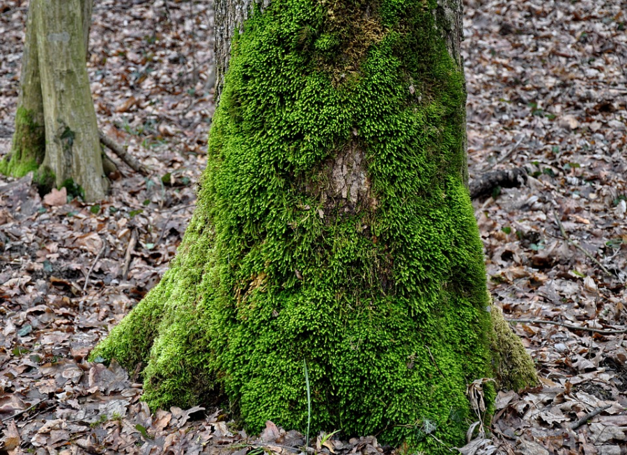 mossy-tree-trunk-1076991_960_720