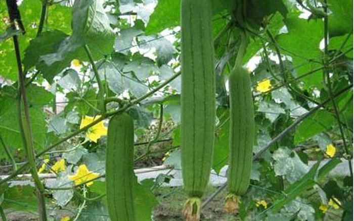muophuong-d9fdb-crop1402038197342p