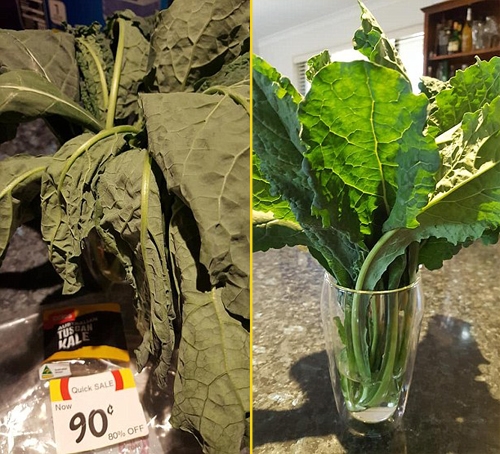 Hình ảnh cây rau héo rũ khi chị Renae mua ở siêu thị và tươi xanh sau một đêm được ngâm nước. 