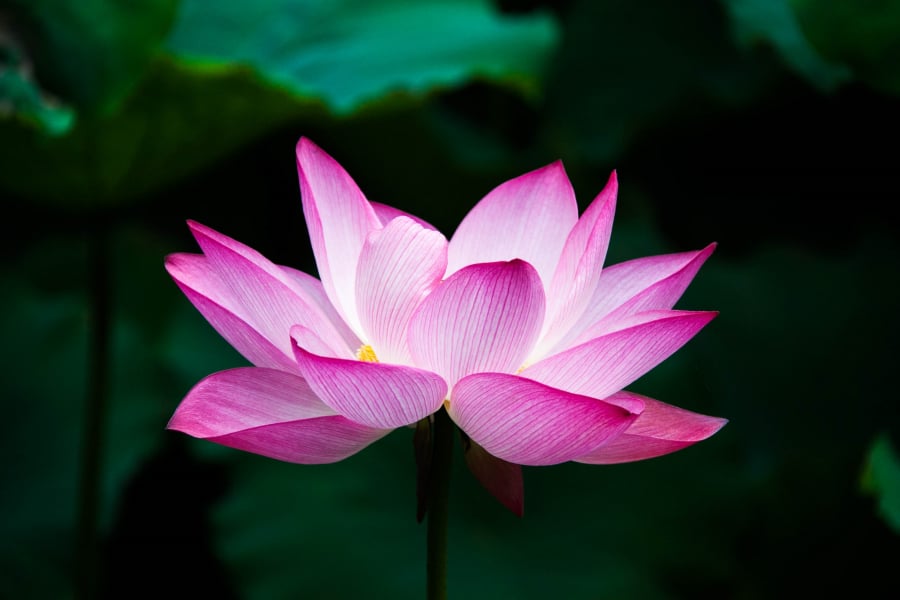 Lotus_flower_(978659)