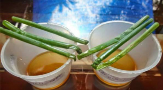 Cho hành lá vào chén mật ong theo cách này, chỉ 1 phút biết ngay mật ong thật hay giả