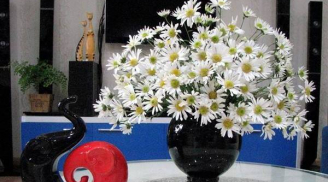 Cho thêm 1 thìa muối vào bình nước rồi cắm cúc hoạ mi, đảm bảo hoa tươi cả tuần không hỏng