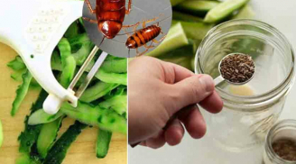 Mẹo đuổi gián an toàn hiệu quả, đảm bảo 'tiễn chân' gián 1 đi không trở lại