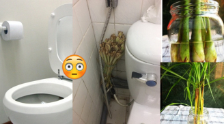 Chậu cây nên đặt trong nhà vệ sinh, đảm bảo khử sạch mùi hôi, muỗi gián cũng 'khiếp sợ'