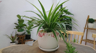 Muốn 'kích lộc' may mắn cứ trồng loại cây mà thần Tài yêu thích trong nhà, gia chủ tha hồ hưởng lộc