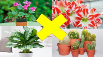 Những loại cây khiến thần Tài 'cáu giận' bỏ đi, hung tinh được đà quấy phá