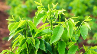Những điều 'cấm kị' khi ăn rau ngót, đừng dại mà mắc phải