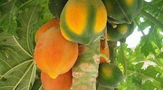 Mẹo chọn mua đu đủ chín tự nhiên, tha hồ ăn mà không sợ hóa chất độc hại