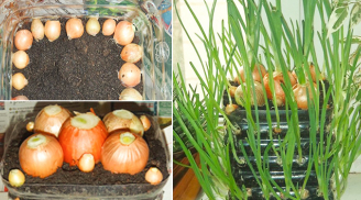 Mẹo trồng hành lá tại nhà, ăn quanh năm không hết