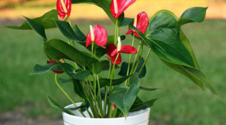 5 loại cây phong thủy 'mở cửa' tài lộc cho người mệnh Hỏa