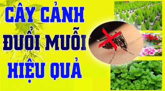 Trồng 5 cây này trong nhà, vừa hợp phong thủy lại không một con muỗi nào dám bén mảng