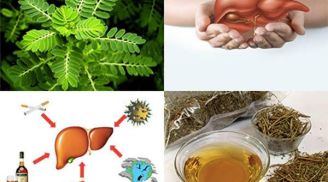 Bài thuốc dân gian làm tiêu mỡ máu đơn giản bằng công thức: Cây chó đẻ + quả dứa + gan heo