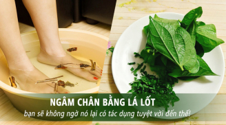 Lấy lá lốt ngâm với nước này, chân đau nhức đến mấy chỉ cần bôi vài lần là đỡ