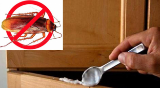 Đặt thứ này trong nhà đảm bảo gián mẹ cõng gián con chạy 'bán xới'