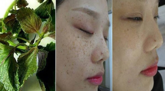 Xông mặt với nước lá tía tô có tác dụng gì mà lại khiến nhà nhà người người làm theo?