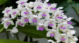 Cuối năm cứ đặt loại hoa này trên bàn, lộc lá 'tíu tít' tìm về