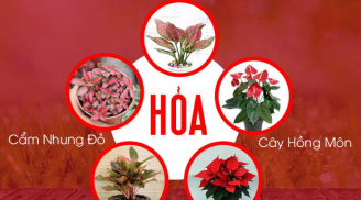 Đặt 5 loại cây này cạnh người mệnh Hoả để hưng vận bừng bừng, thần Tài ban lộc