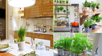 3 vị trí đặt cây cảnh phong thủy trong nhà giúp ăn nên làm ra, của cải vào nhà, tiền tiêu không hết
