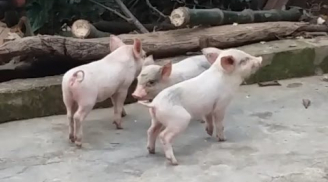 Bác đồ tể giải nghệ sát sinh nhưng vẫn không tránh nổi nghiệp báo