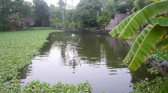 Nghi án: Bé gái lớp 2 bị hãm hiếp, siết cổ, dìm xác dưới ao