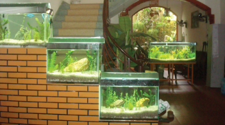 Lưu ý cách chọn bể cá cảnh để hút lộc vào nhà