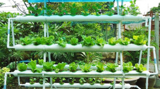 Mẹo trông cây trên sân thượng giúp mẹ Việt ‘nhàn tênh’ mà rau củ vẫn chất lượng