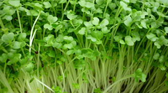Hướng dẫn cách trồng rau mầm hướng dương tươi, ngon