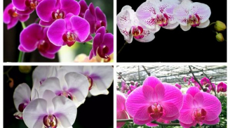 Nhất định người mệnh THỦY phải trồng cây này vừa giúp chiêu TÀI, mọi việc hanh thông cuối năm
