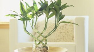 Nếu muốn cả đời PHÚ QUÝ, vận mệnh giàu sang hãy trồng ngay cây này!