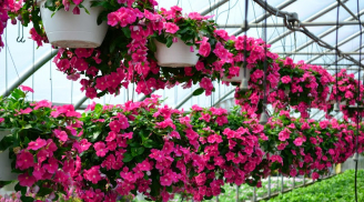 Các loài hoa trồng ở ban công đẹp nhất được mọi người lựa chọn để nhà mình nổi bật nhất khu phố