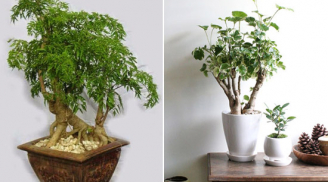 “Thần dược” để chữa bách bệnh, chặn khí xấu, tài lộc vào ầm ầm gia đình luôn hạnh phúc