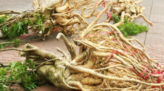 Lợi ích thần kỳ từ củ đinh lăng