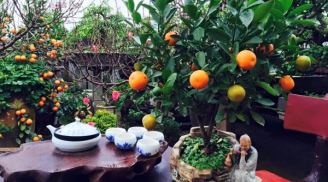 Cuối năm trồng cây này NGỒI KHÔNG HƯỞNG TIỀN CHẢY VÀO, NĂM CŨ PHÁT TÀI NĂM MỚI MUA NHÀ SẮM XE THẢ CỬA