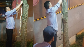 Bảo vệ chung cư bắt được rắn hổ mang gần khu vui chơi trẻ em