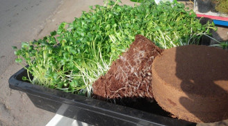 Những cách trồng rau mầm không cần đất đơn giản nhất