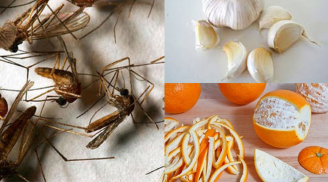 5 mẹo siêu đơn giản giúp 'đuổi sạch' muỗi ra khỏi nhà mà không cần dùng thuốc xịt