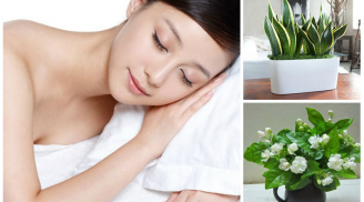 Chỉ cần có 6 loại cây này trong nhà bảo đảm bạn sẽ ngủ ngon tới sáng