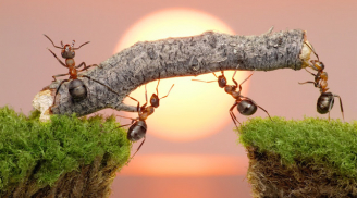 Sống ở đời nên hiểu: Muốn đi nhanh hãy đi MỘT MÌNH, muốn đi xa hãy đi CÙNG NHAU